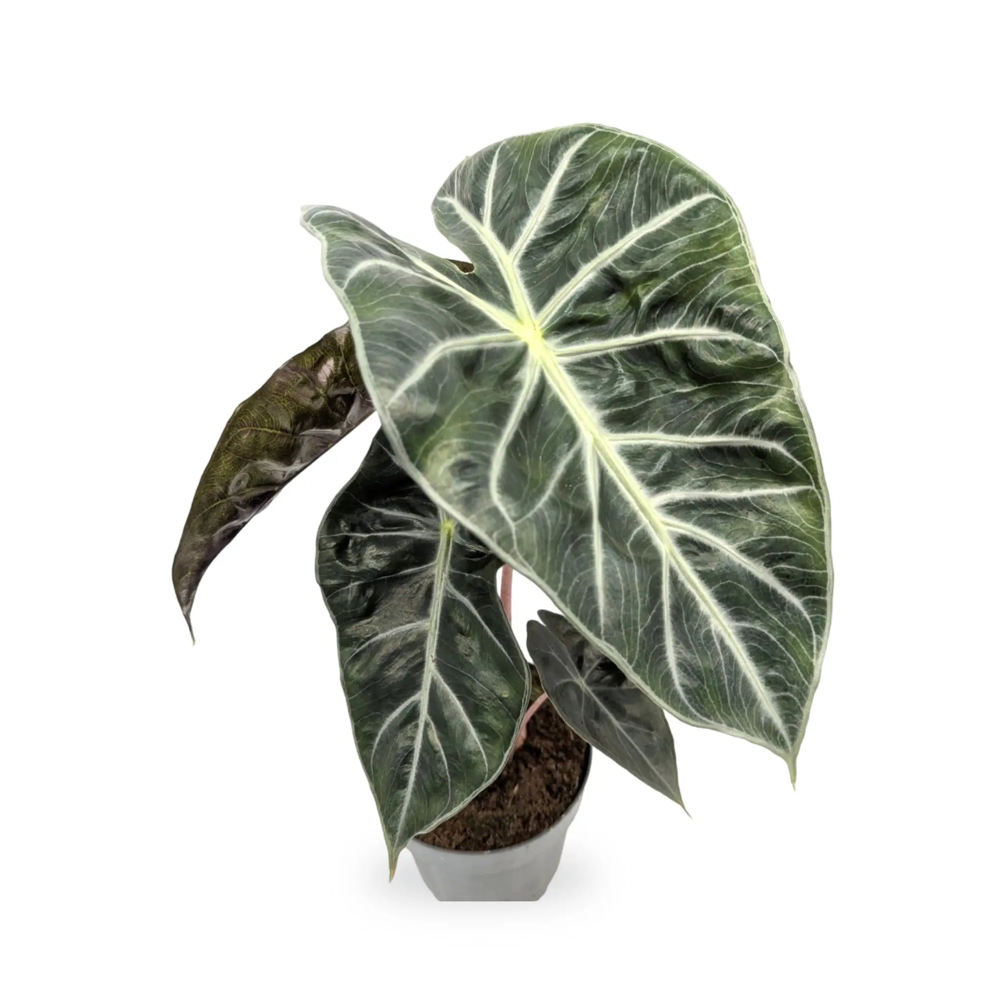 Alocasia Pink Dragon Leaf Culture