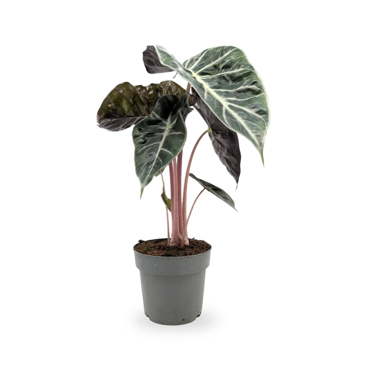 Alocasia Pink Dragon Leaf Culture