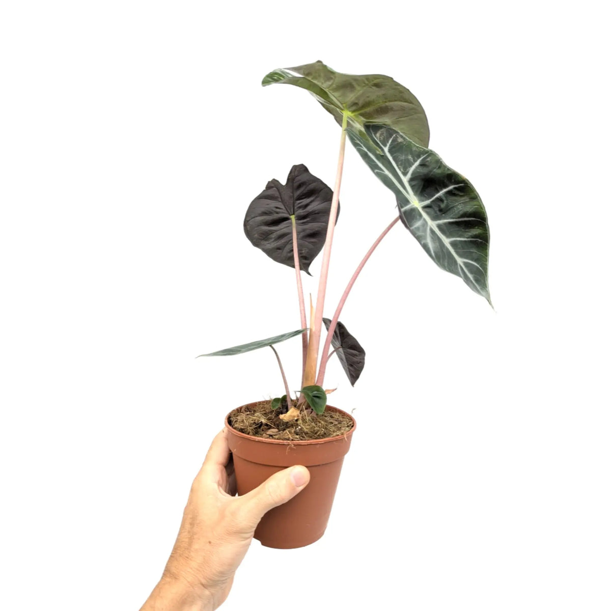 Alocasia Pink Dragon Leaf Culture