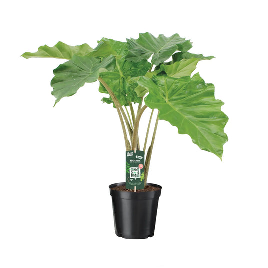 Alocasia Portodora Upright Elephant's Ear Leaf Culture