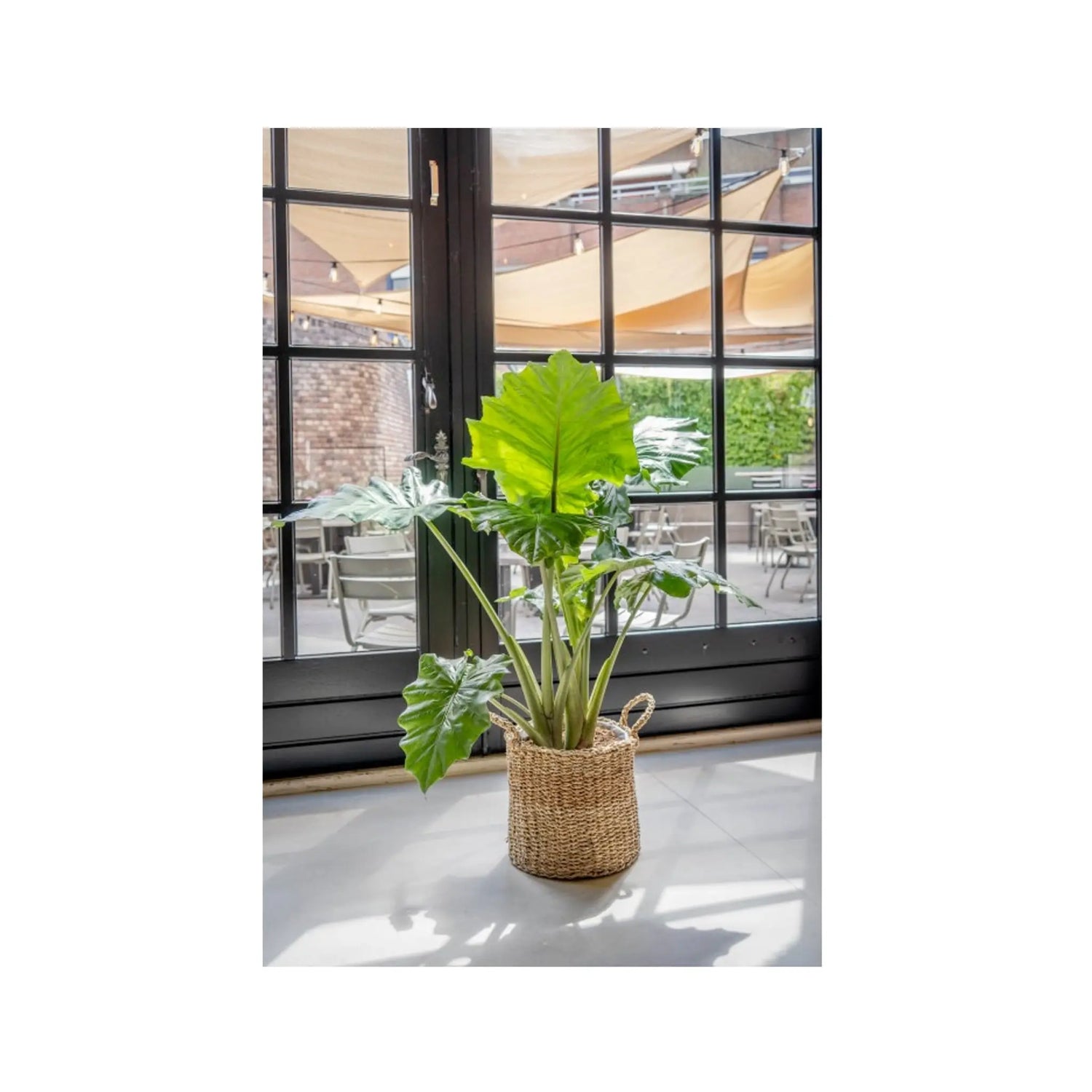 Alocasia Portodora - Upright Elephant&