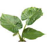 Alocasia Portodora - Upright Elephant's Ear (Copy) Oz