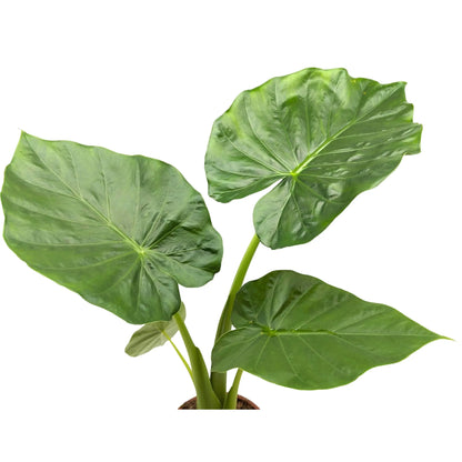 Alocasia Portodora - Upright Elephant&