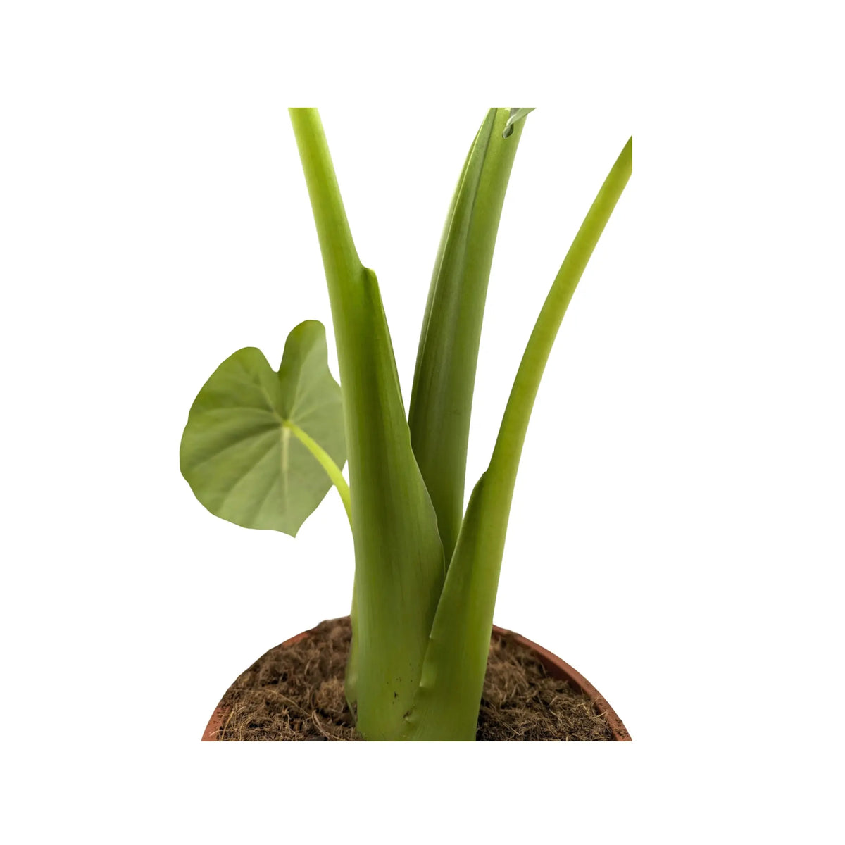 Alocasia Portodora - Upright Elephant's Ear (Copy) Oz