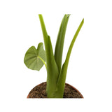 Alocasia Portodora - Upright Elephant's Ear (Copy) Oz