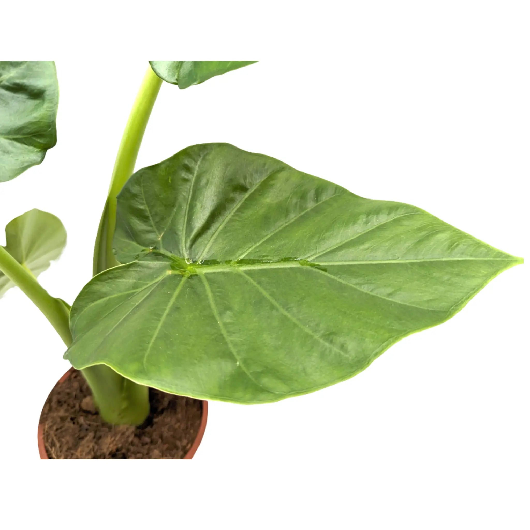 Alocasia o pianta orecchie di elefante: come coltivarla Alocasia o pianta orecchie di elefante: come coltivarla