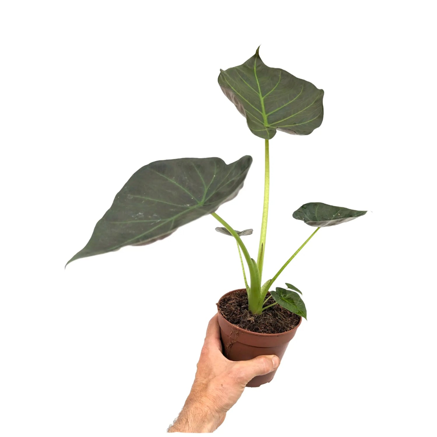 Alocasia Regel Shields - Elephant Ear Leaf Culture