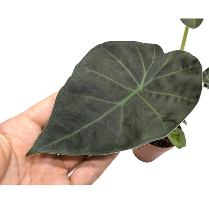 Alocasia Regel Shields - Elephant Ear Leaf Culture