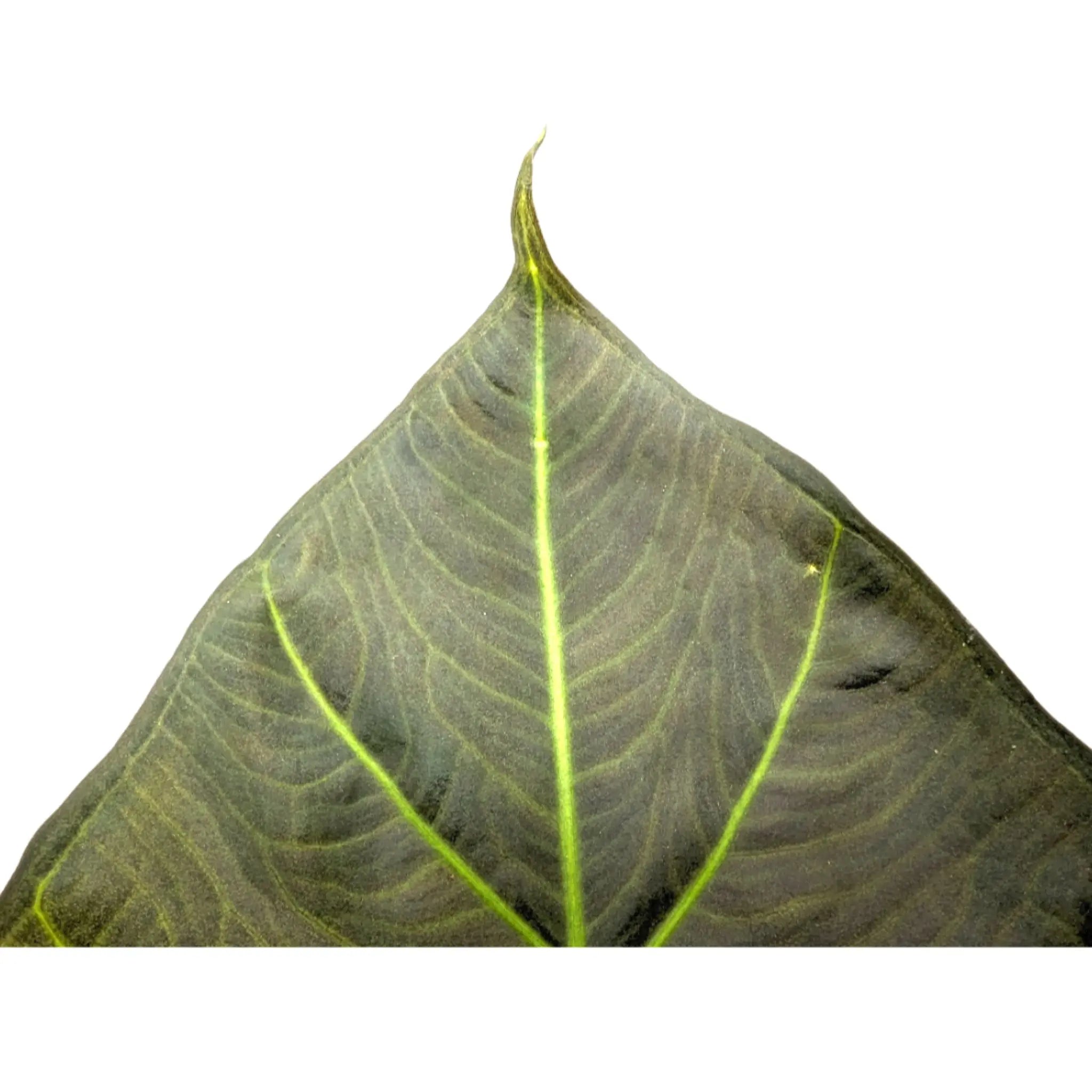 Alocasia Regel Shields - Elephant Ear Leaf Culture