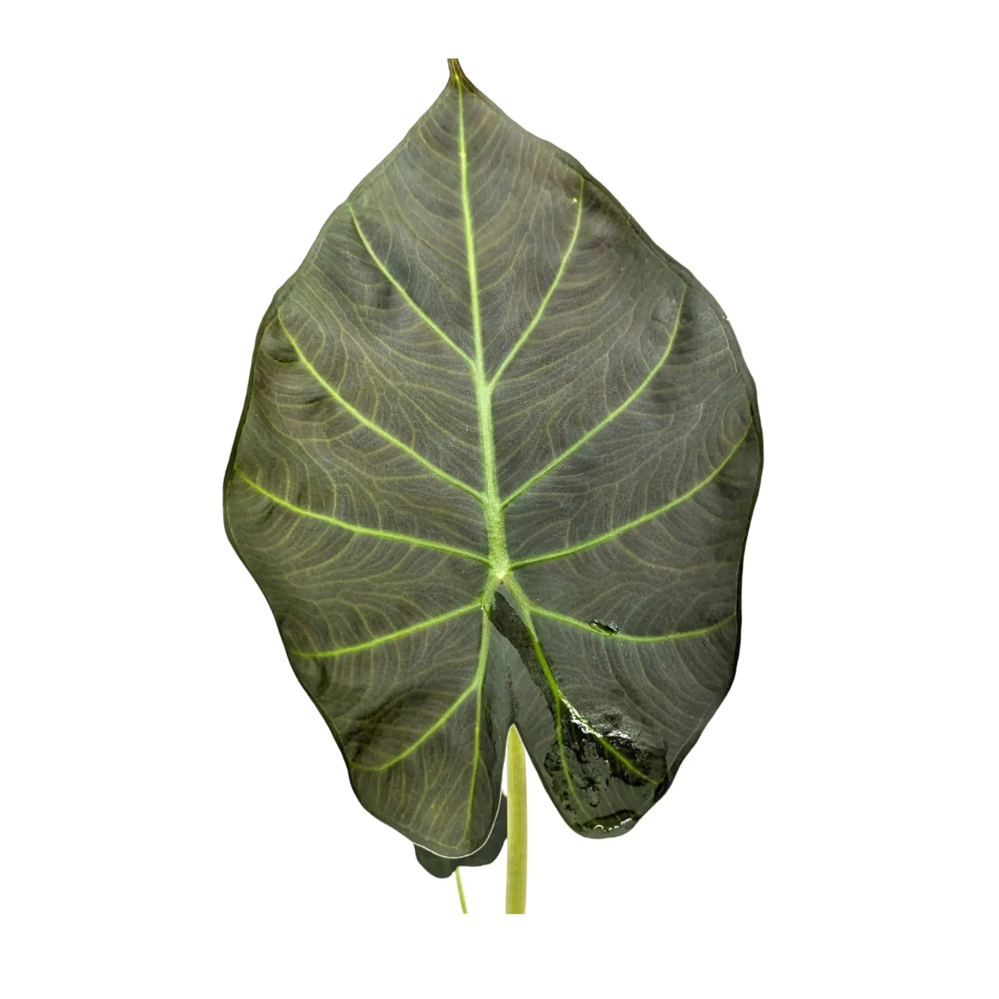 Alocasia Regel Shields - Elephant Ear Leaf Culture