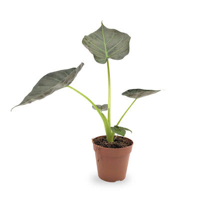 Alocasia Regel Shields - Elephant Ear Leaf Culture