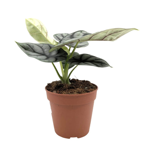 Alocasia Silver Dragon Leaf Culture