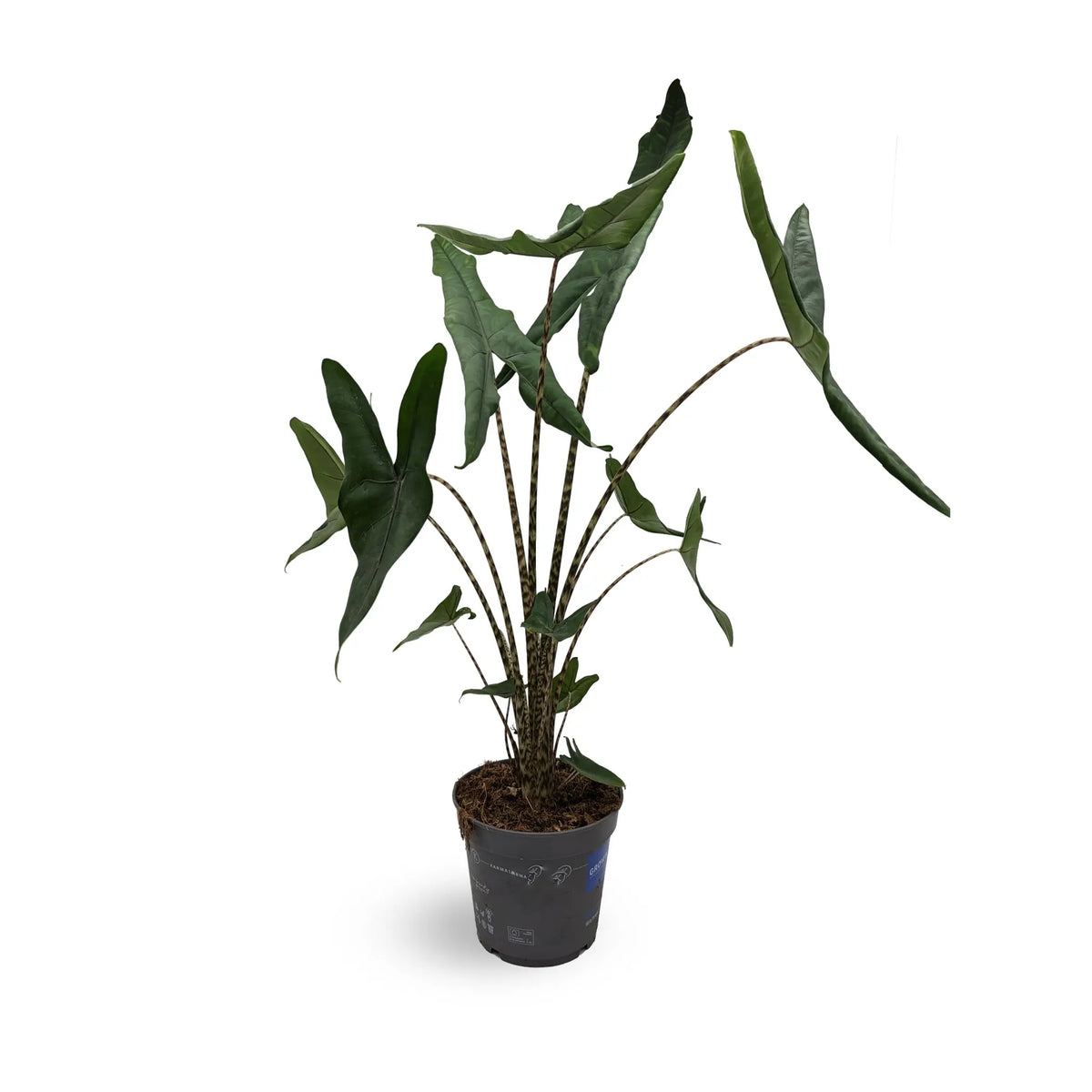 Alocasia Tigrina Superba VanDer