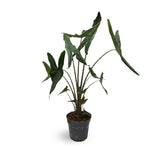 Alocasia Tigrina Superba VanDer