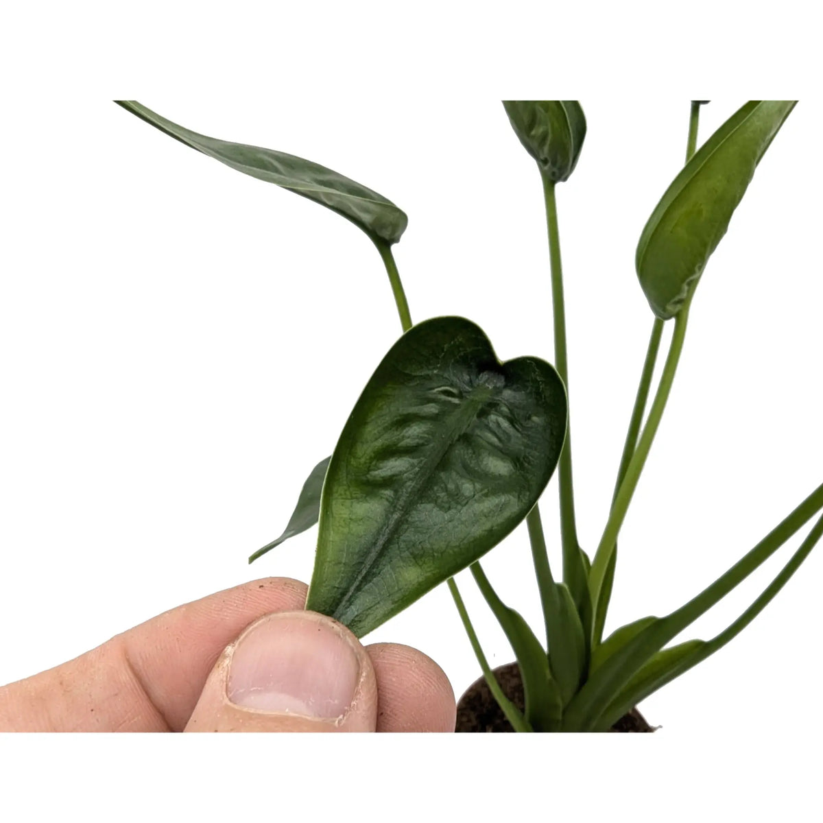 tiny dancers elephant ear plant height Alocasia Tiny Dancers | Compact Elephant Ear - Unique Houseplant