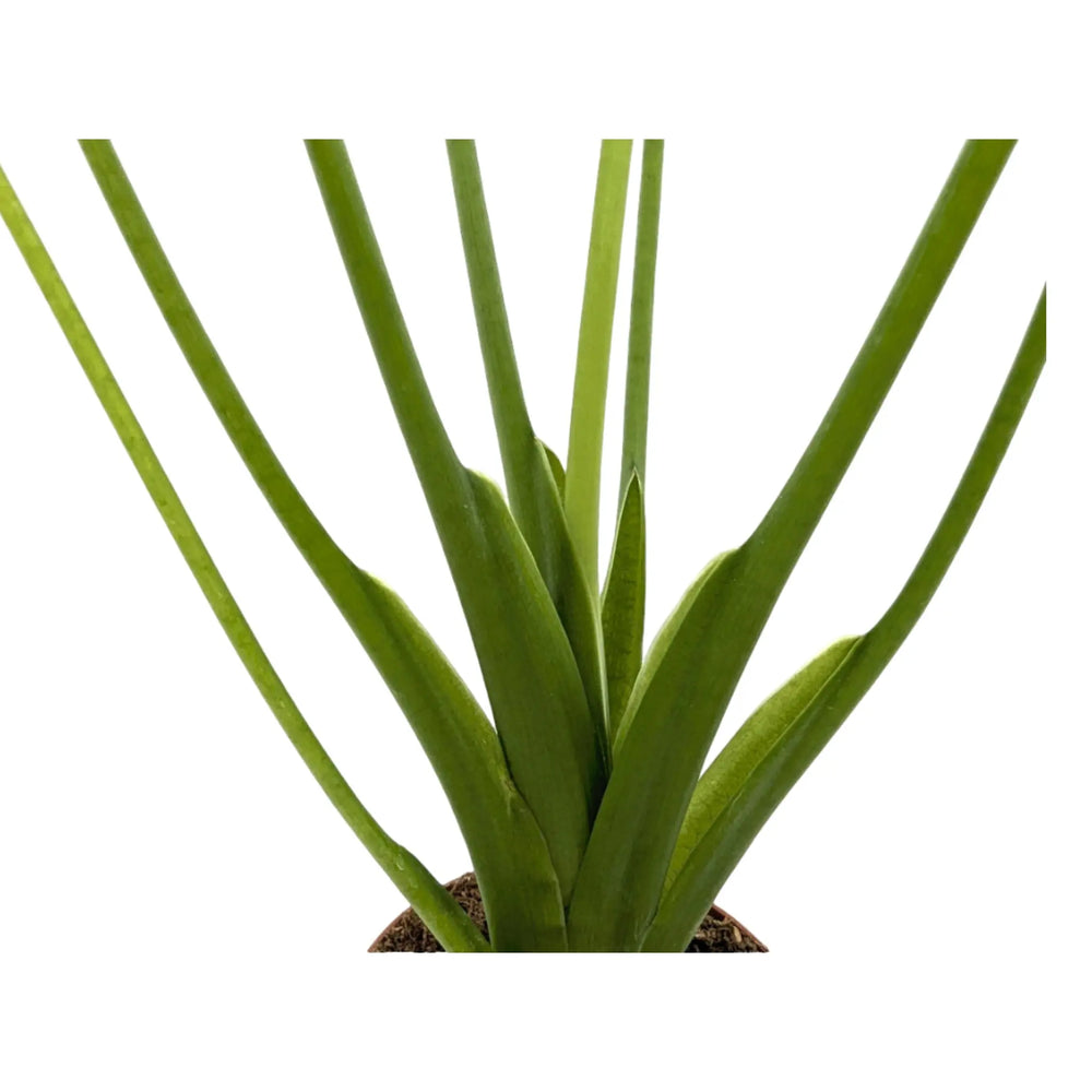 Alocasia Tiny Dancers_5_thumb