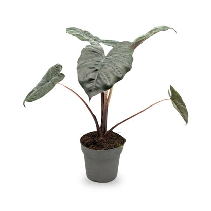 Alocasia Yucatan Princess Leaf Culture