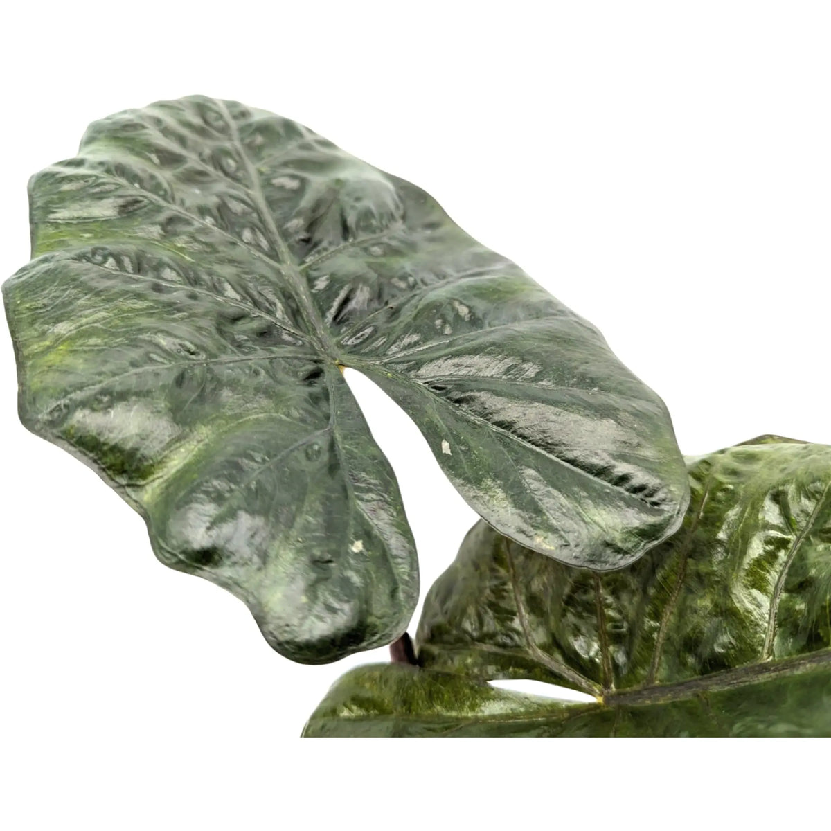 Alocasia Yucatan Princess Leaf Culture