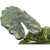 Alocasia Yucatan Princess Leaf Culture
