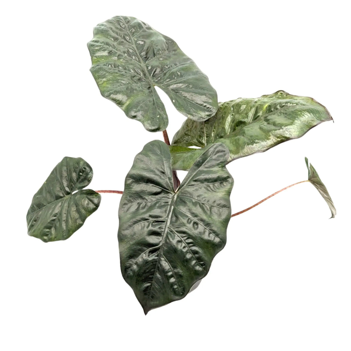 Alocasia Yucatan Princess Leaf Culture