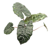 Alocasia Yucatan Princess Leaf Culture