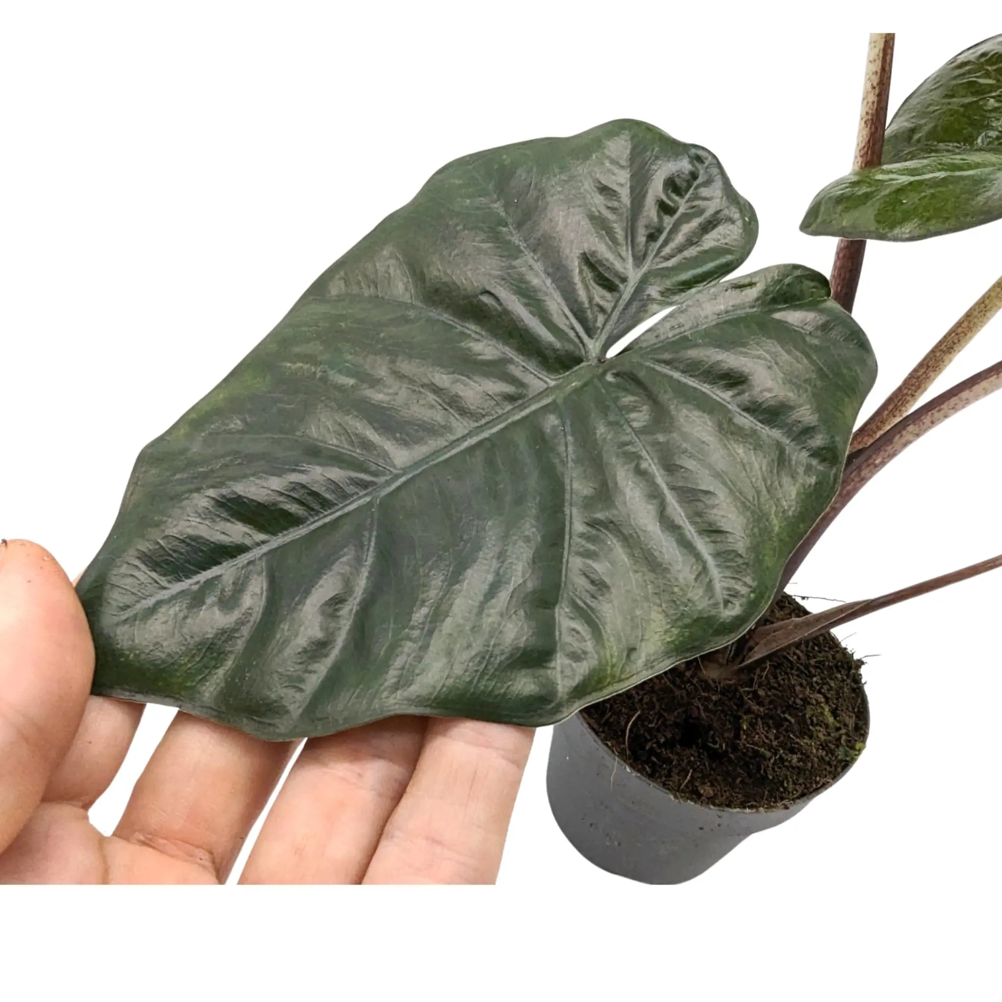 Alocasia Yucatan Princess Leaf Culture