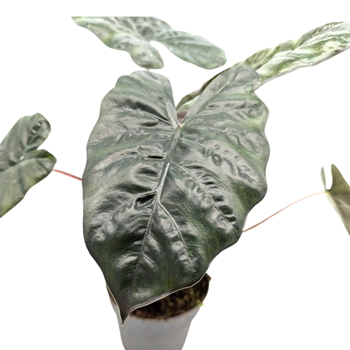 Alocasia Yucatan Princess Leaf Culture