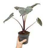 Alocasia Yucatan Princess Leaf Culture