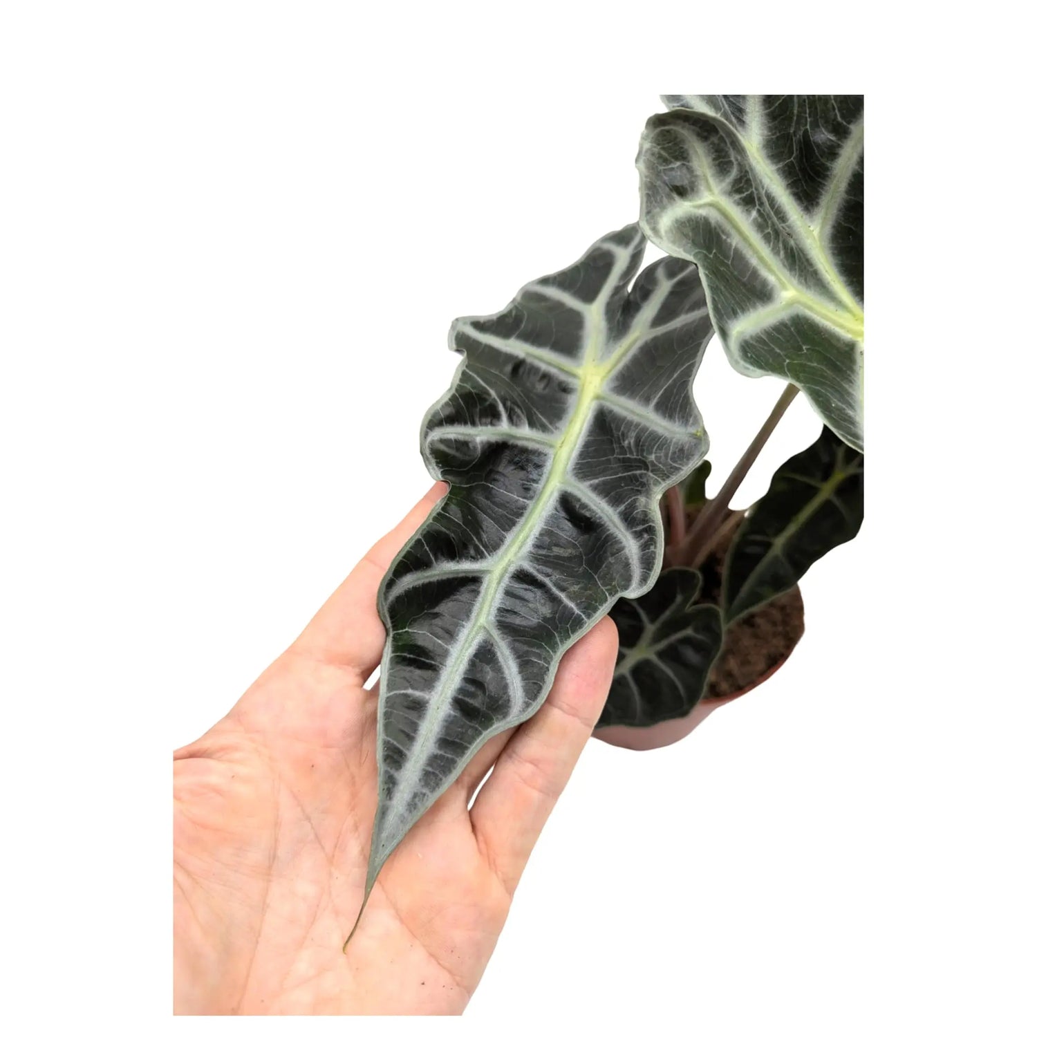 Alocasia amazonica Polly - Elephant Ear Leaf Culture