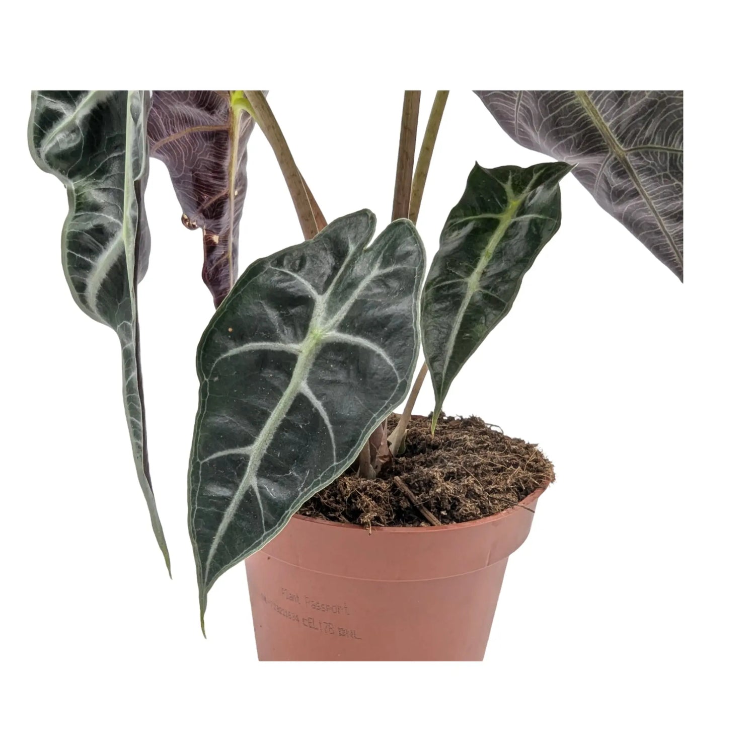 Alocasia amazonica Polly - Elephant Ear Leaf Culture