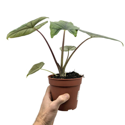 Alocasia bisma Silver Leaf Culture