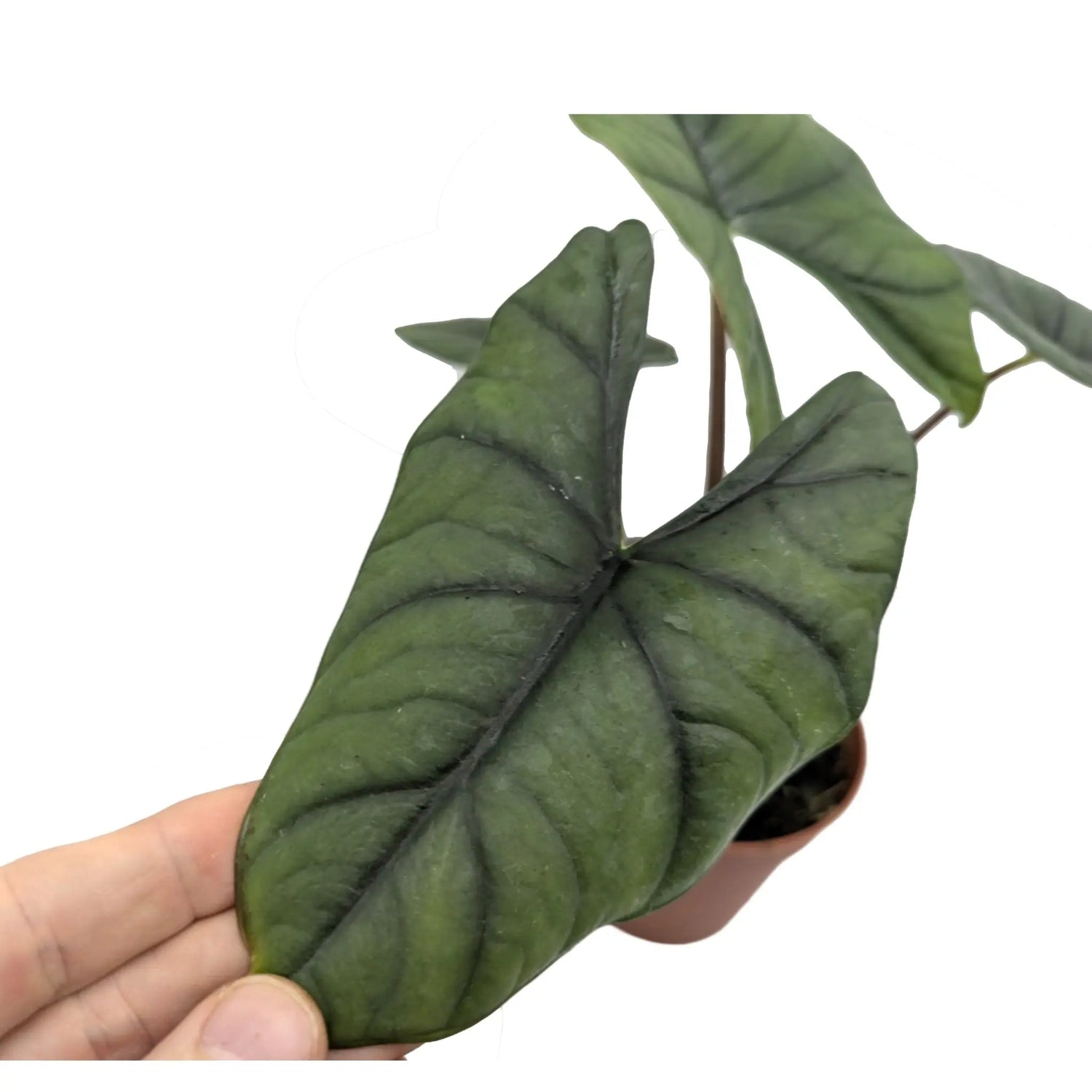 Alocasia bisma Silver Leaf Culture