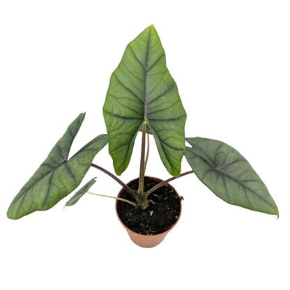 Alocasia bisma Silver Leaf Culture