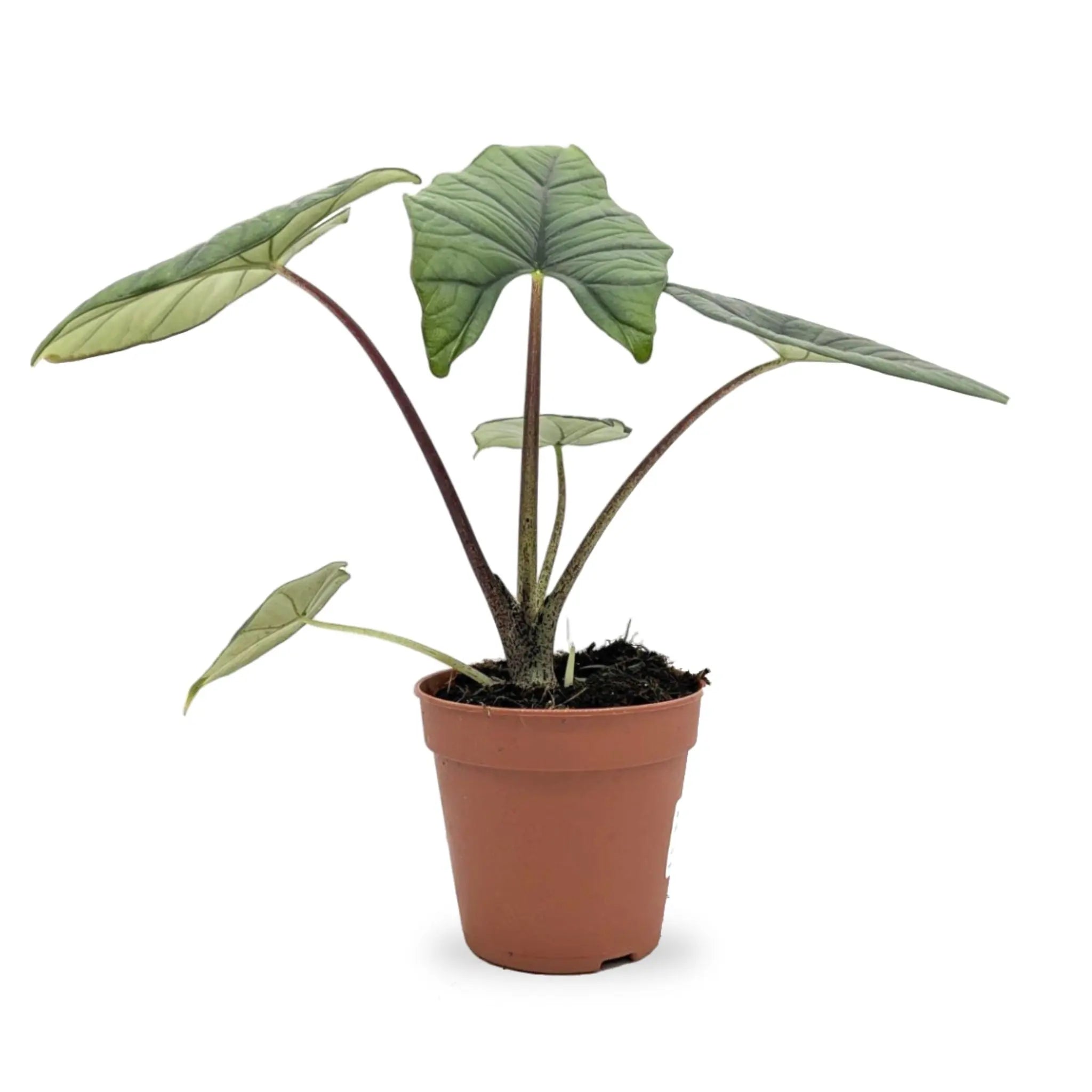 Alocasia bisma Silver Leaf Culture