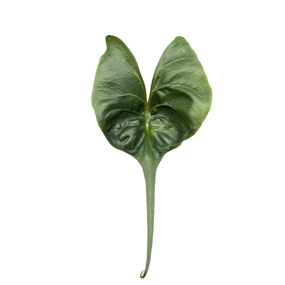 Alocasia macrorrhiza Stingray_3_thumb