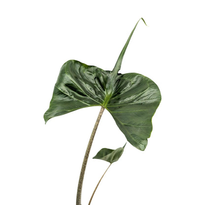 Alocasia macrorrhiza Stingray Leaf Culture