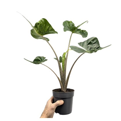 Alocasia macrorrhiza Stingray Leaf Culture