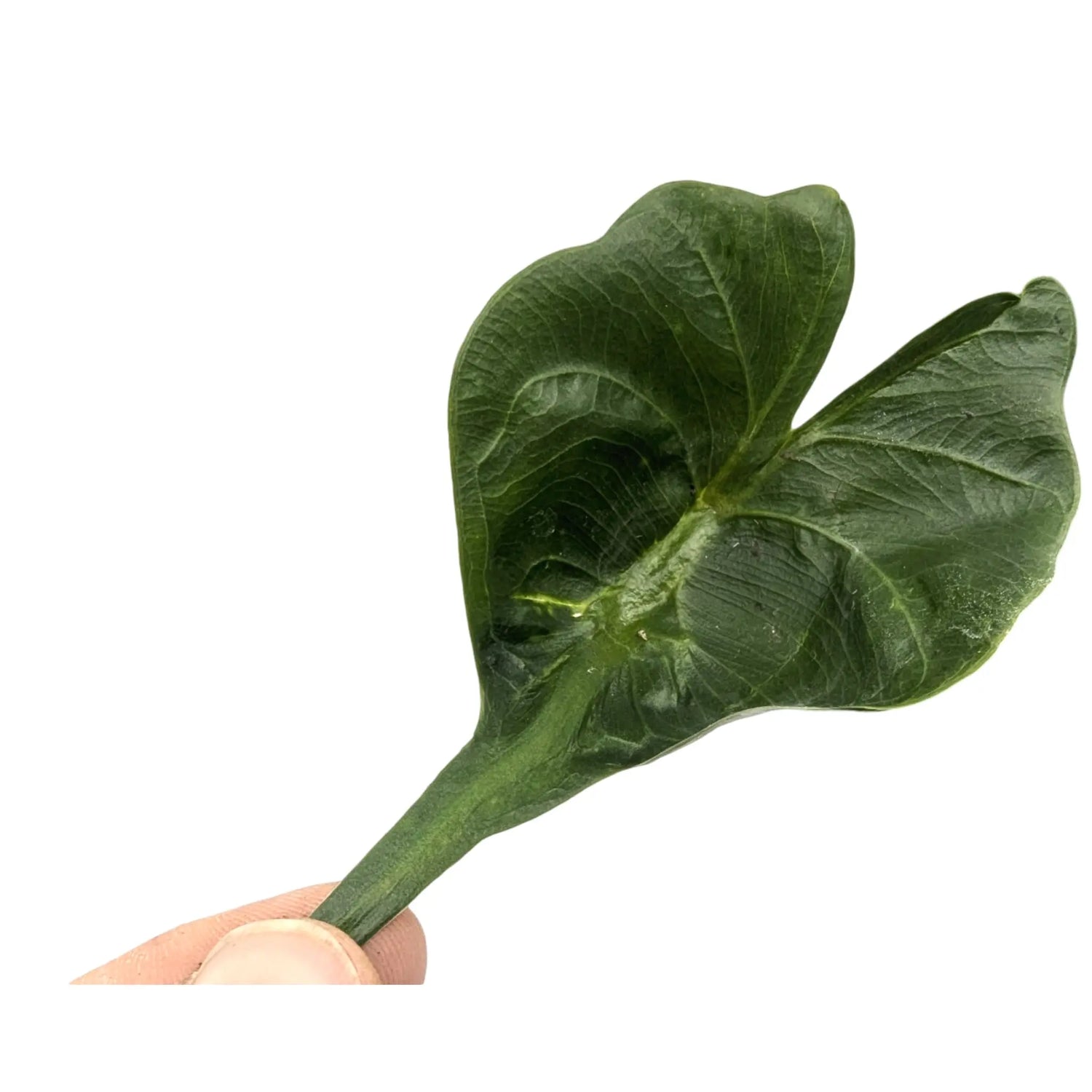 Alocasia macrorrhiza Stingray Leaf Culture