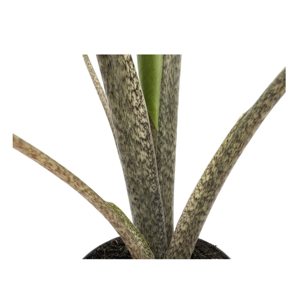 Alocasia macrorrhiza Stingray_7_thumb