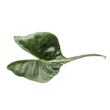 Alocasia macrorrhiza Stingray Leaf Culture