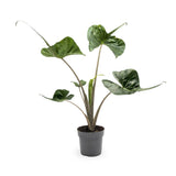 Alocasia macrorrhiza Stingray Leaf Culture