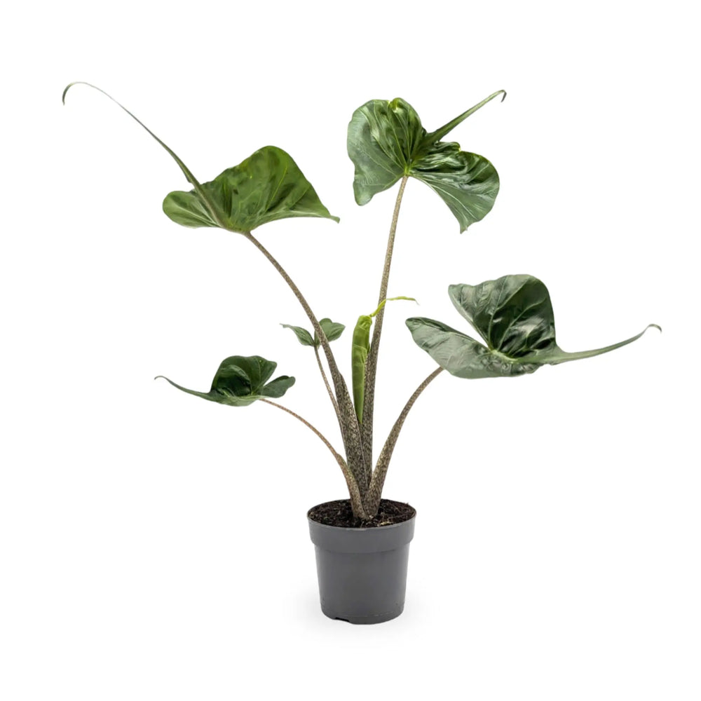 Alocasia macrorrhiza Stingray_1_thumb