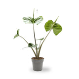 Alocasia macrorrhiza Stingray Leaf Culture