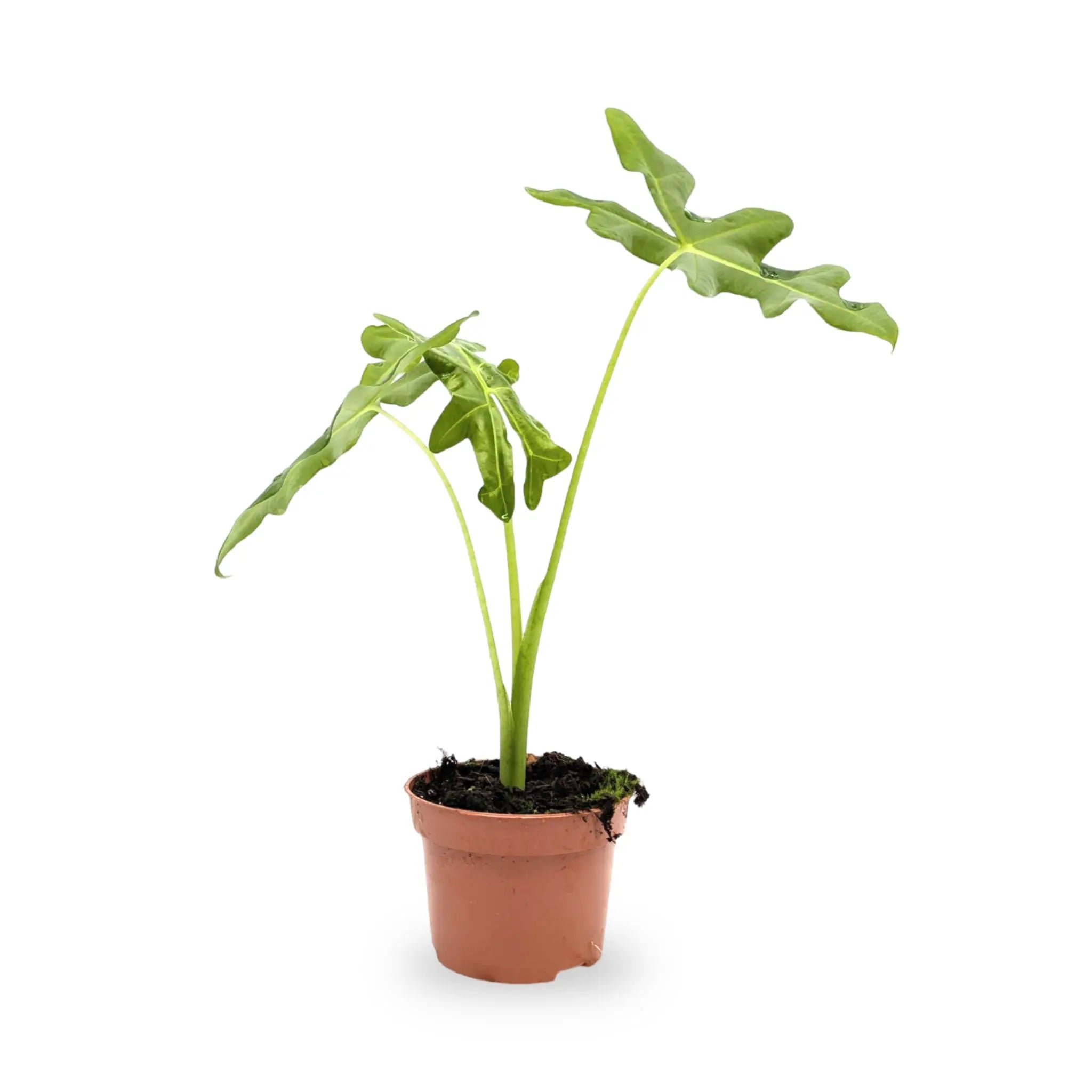 Alocasia portei Leaf Culture