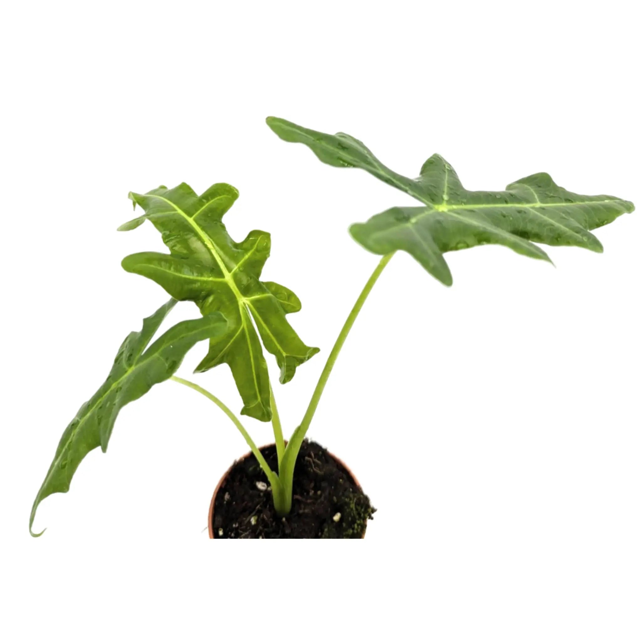 Alocasia portei Leaf Culture