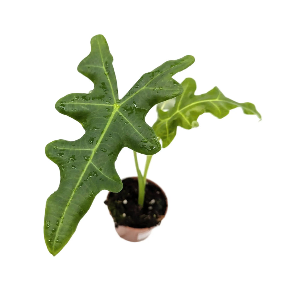 Alocasia portei_3_thumb