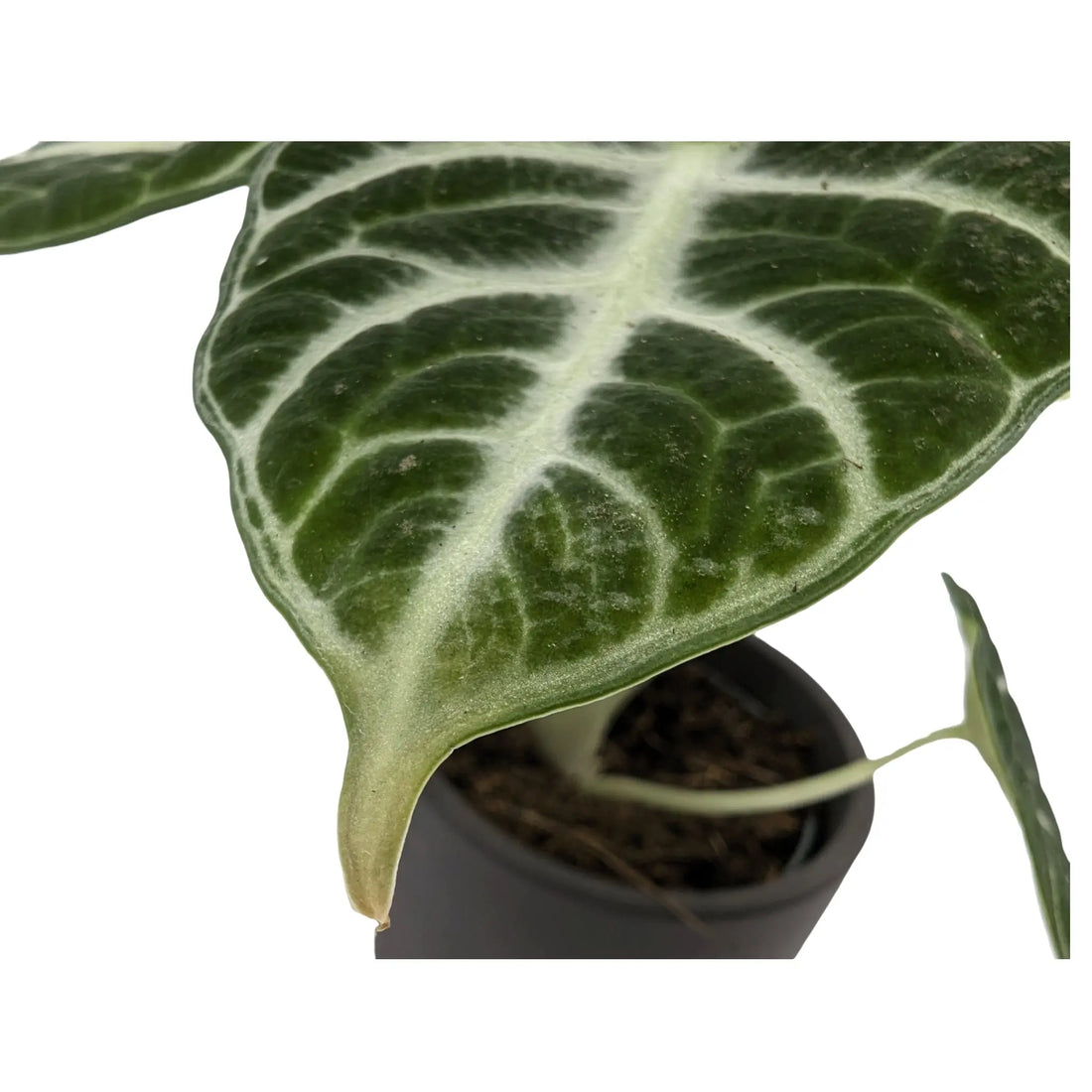 Alocasia reginula Ninja in Ceramic Pot Leaf Culture