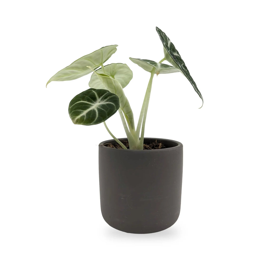 Alocasia reginula Ninja in Ceramic Pot Leaf Culture