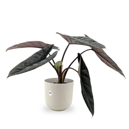 Alocasia scalprum | Samar Lance Alocasia Leaf Culture