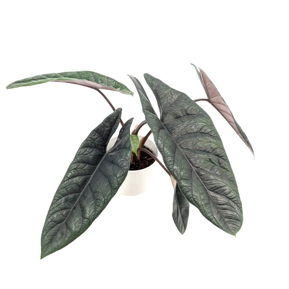 Alocasia scalprum | Samar Lance Alocasia_2_main